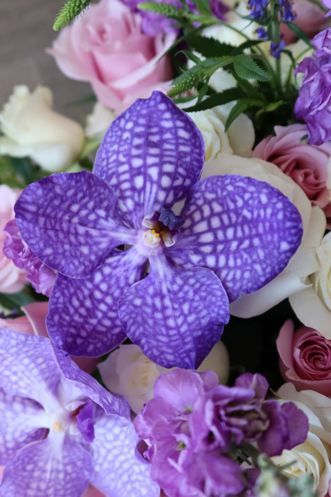 Arreglo Violeta