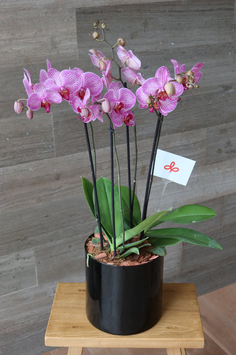 Orquídea