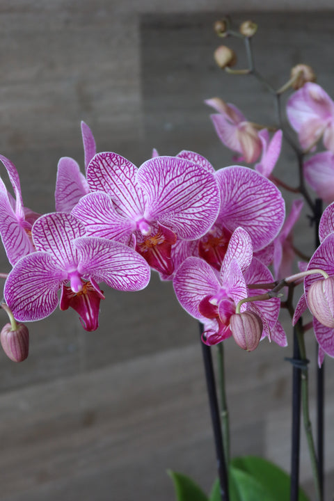 Orquídea