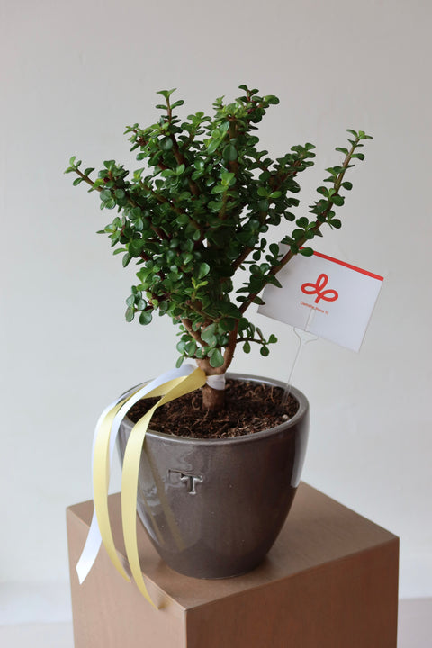 Árbol de la Abundancia en base Trinitate