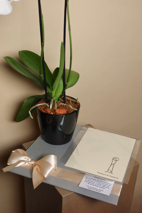 Orquídea con Misa