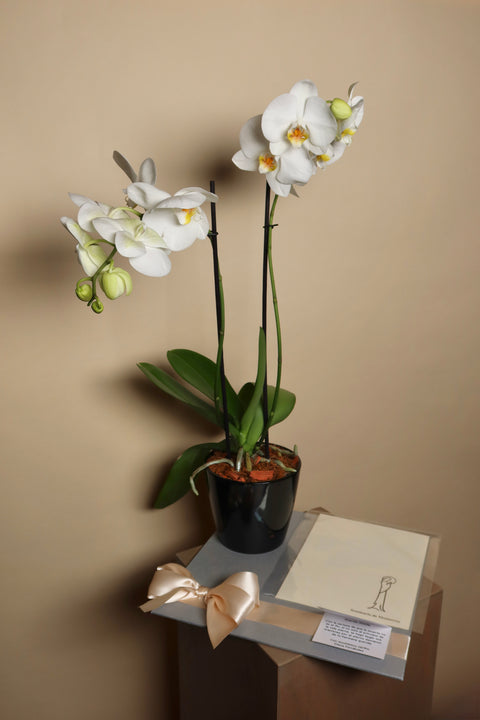 Orquídea con Misa