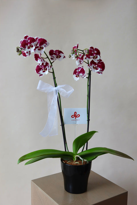 Orquídea en Base