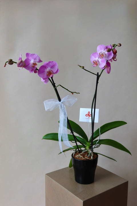 Orquídea en Base