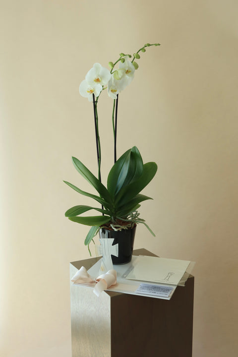 Orquídea con Misa y Cruz Onix