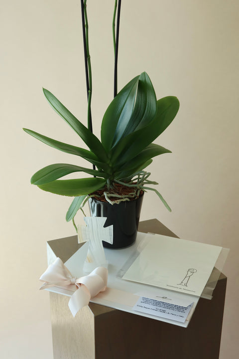 Orquídea con Misa y Cruz Onix