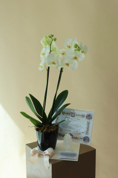 Orquídea con Misa y Virgencita Onix