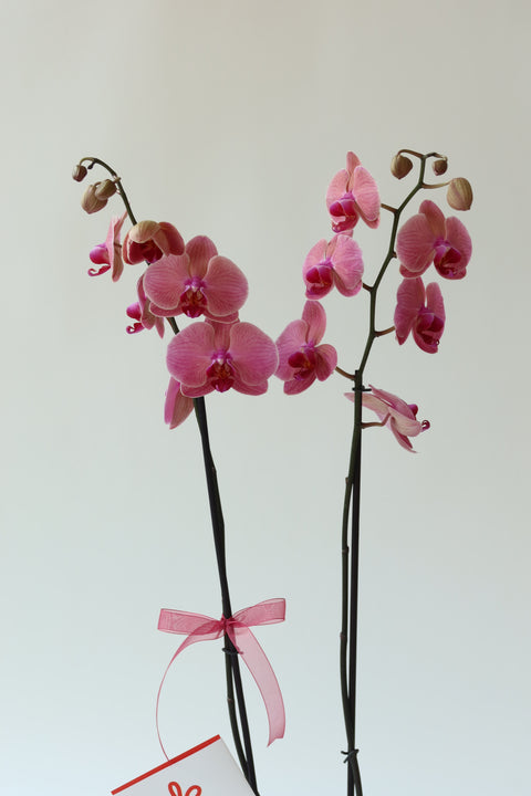 Pink Orchid